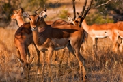 impala